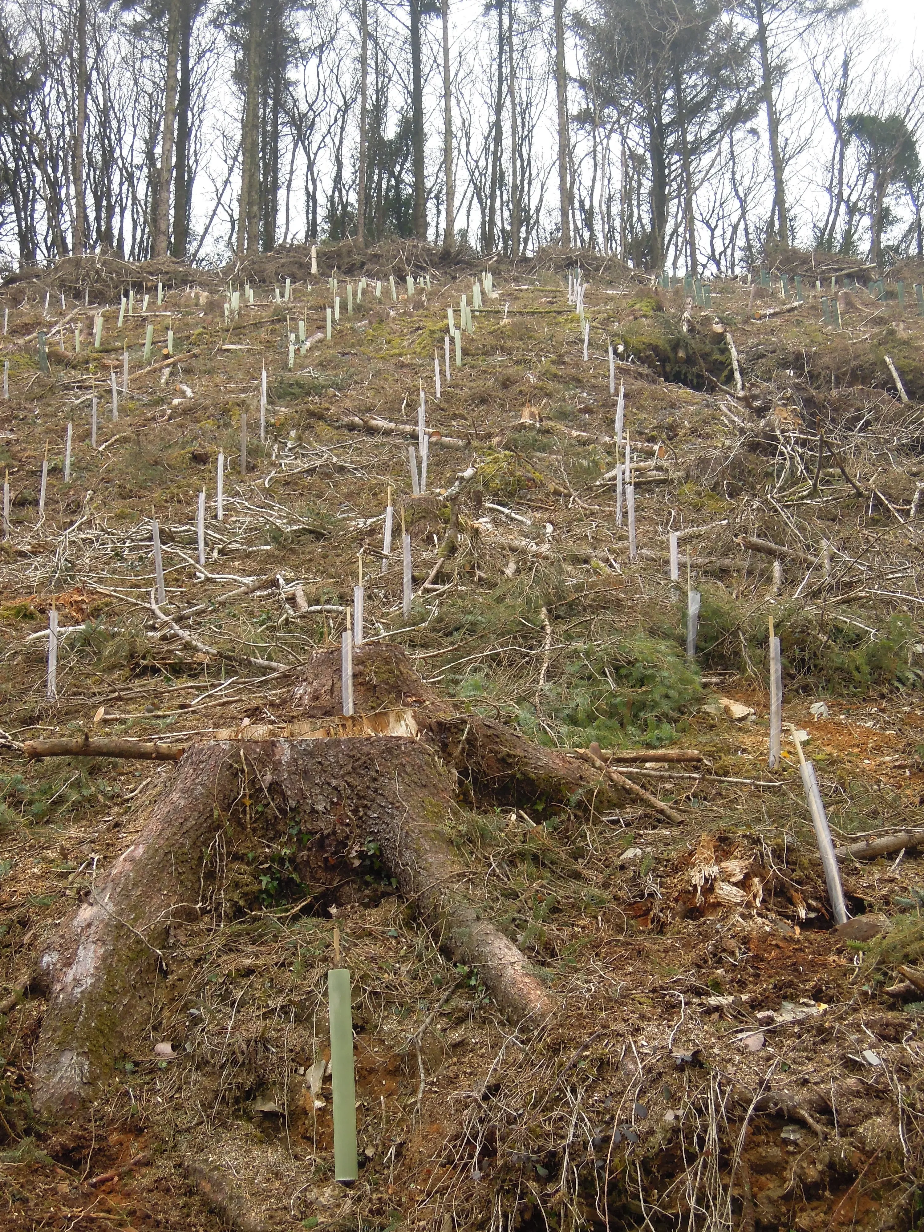 Planting, restocking and long-term woodland care
