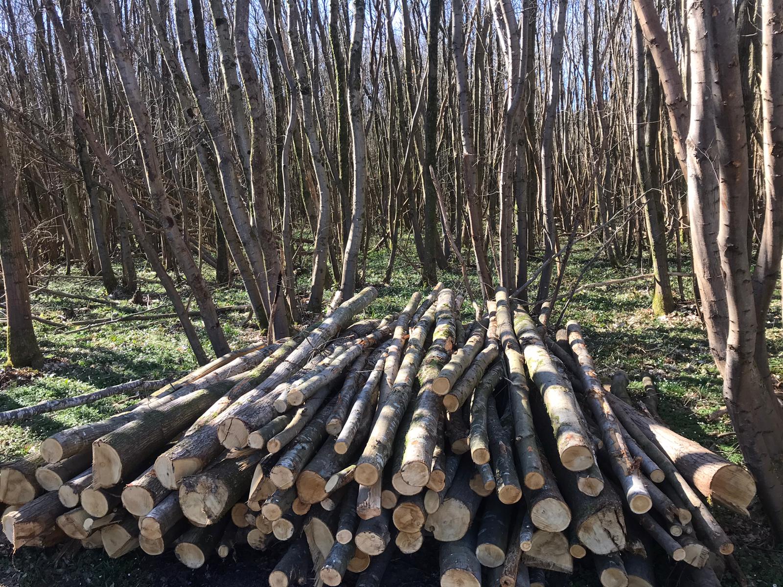 Indica Forestry work