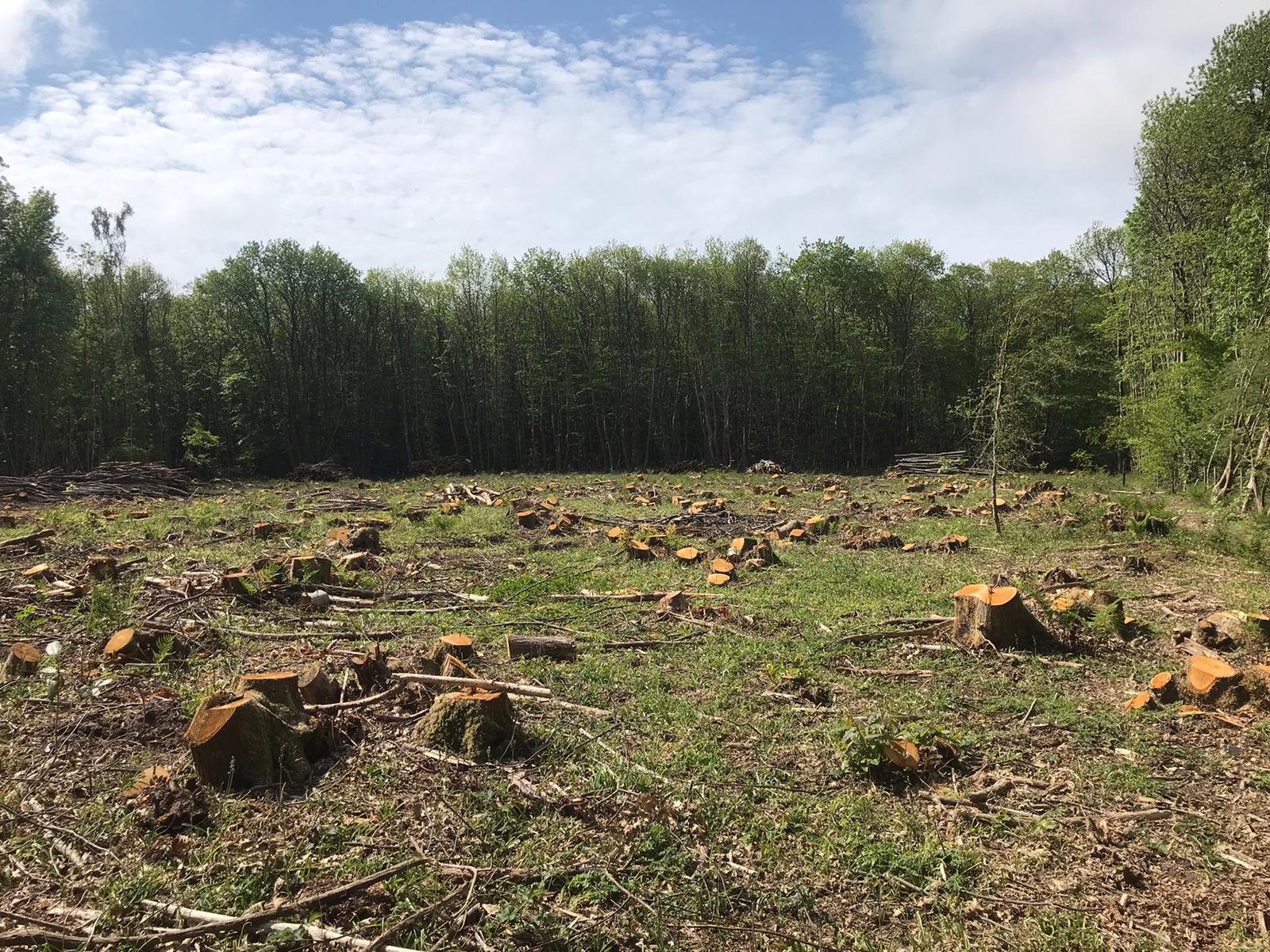 Indica Forestry work