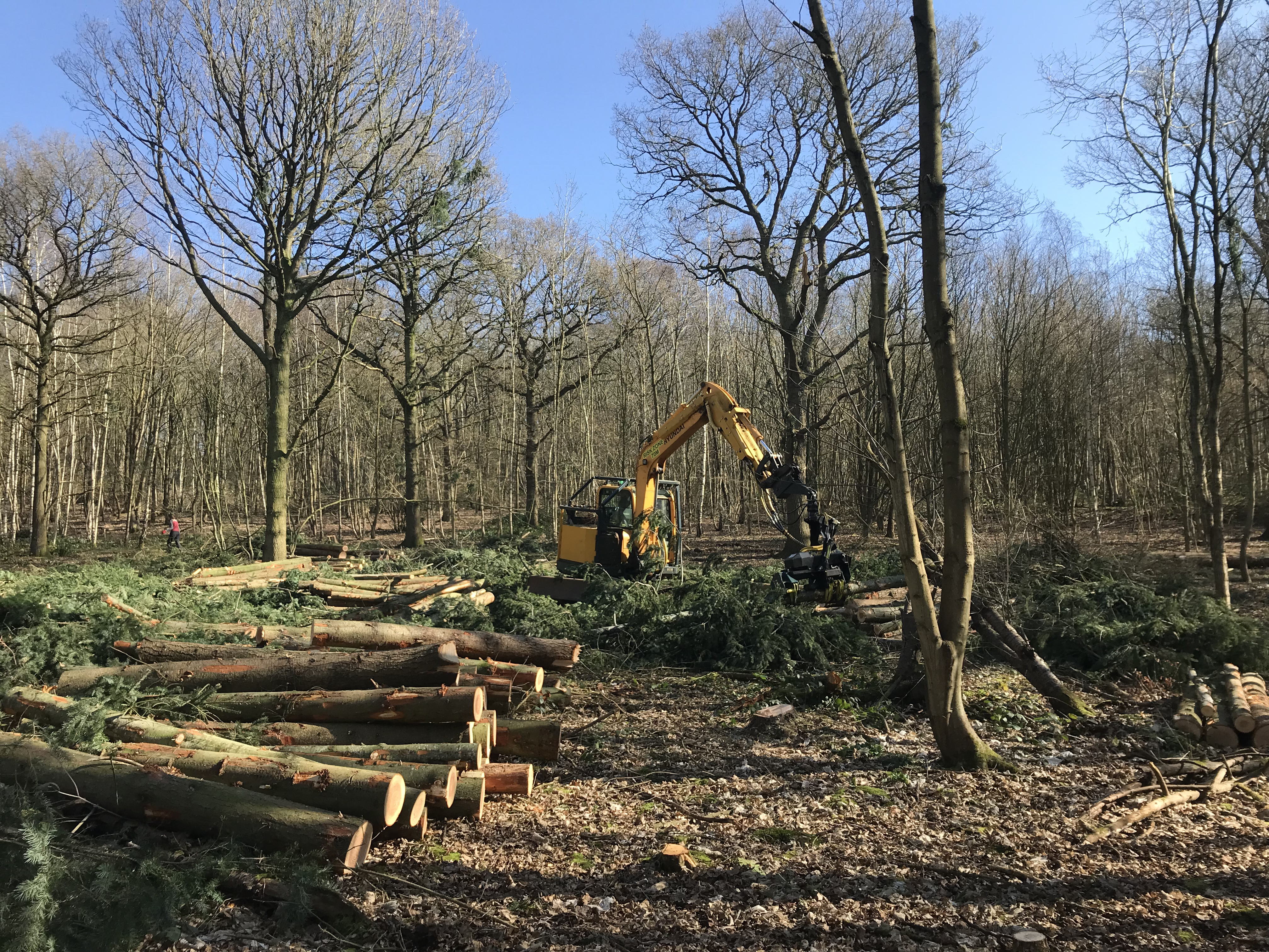 Indica Forestry work