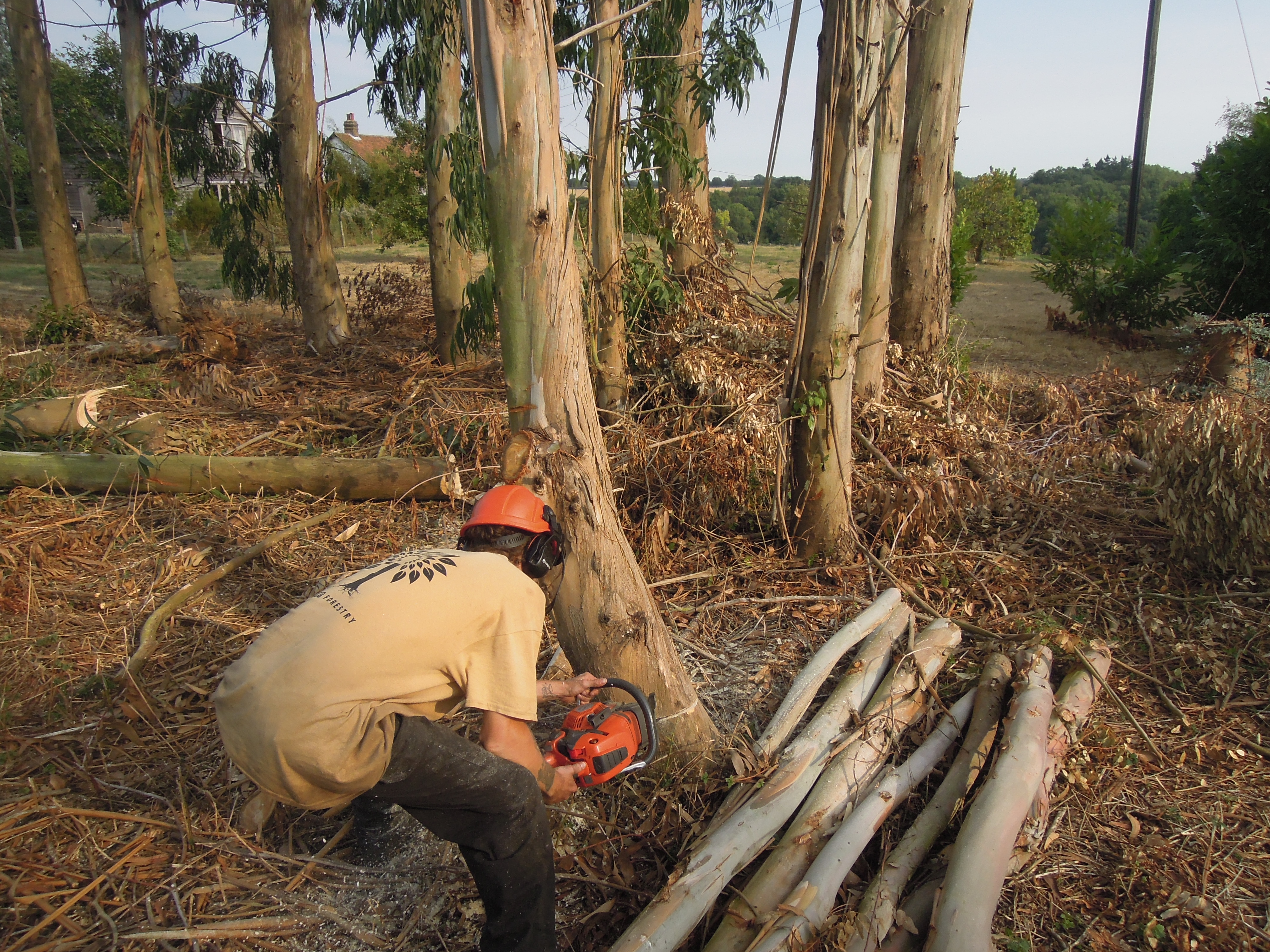 Indica Forestry work