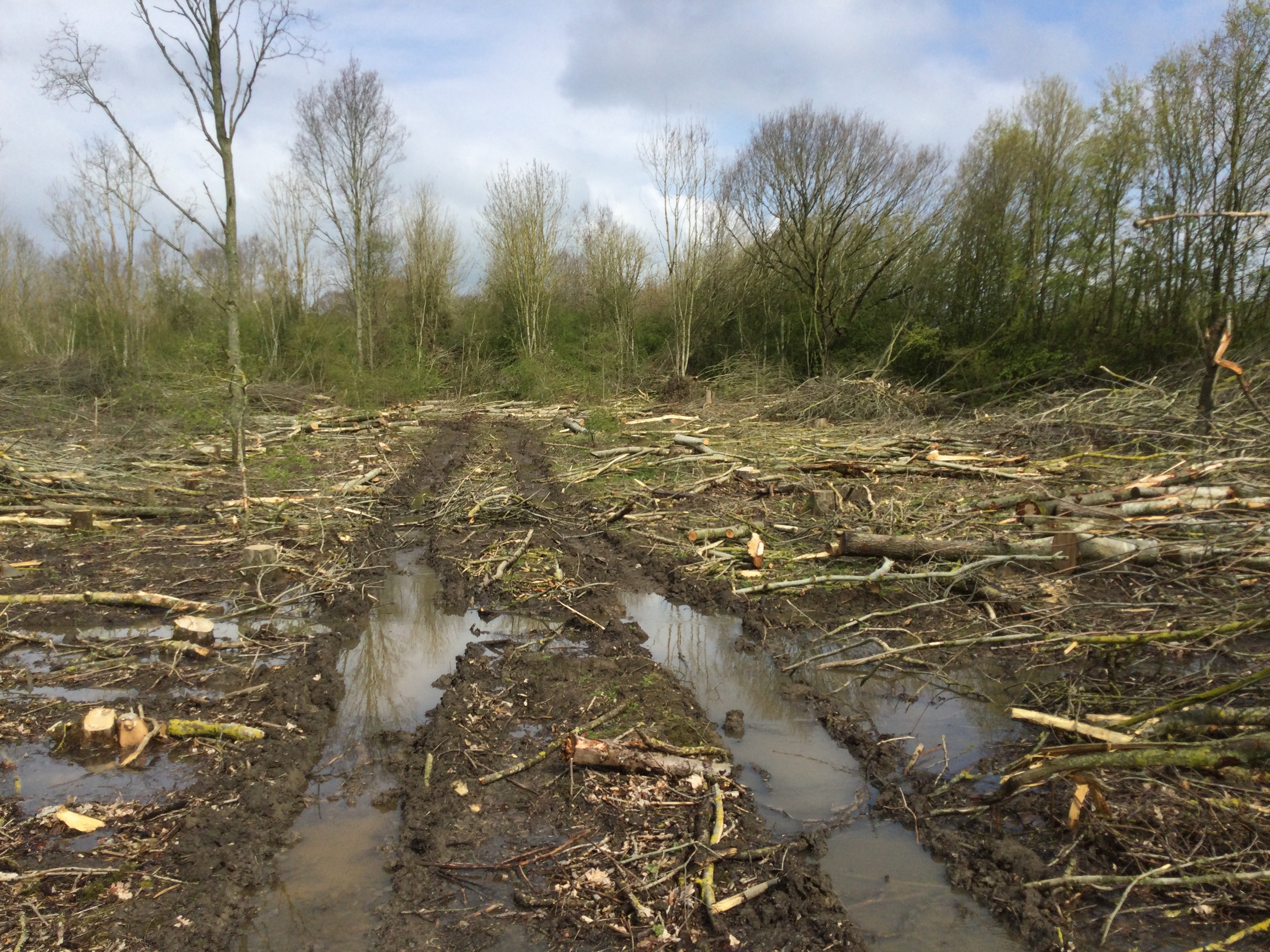 Indica Forestry work