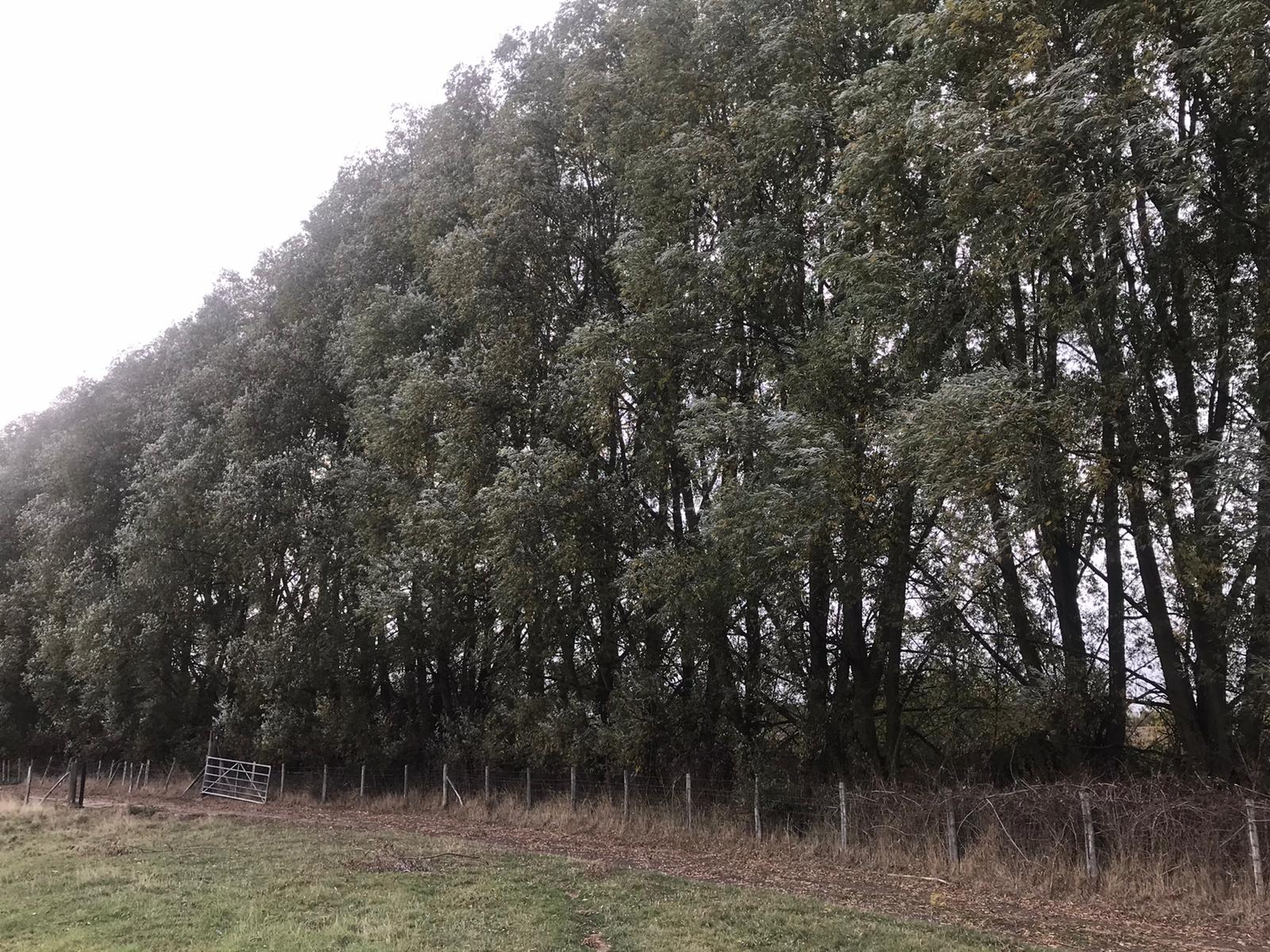 Indica Forestry work