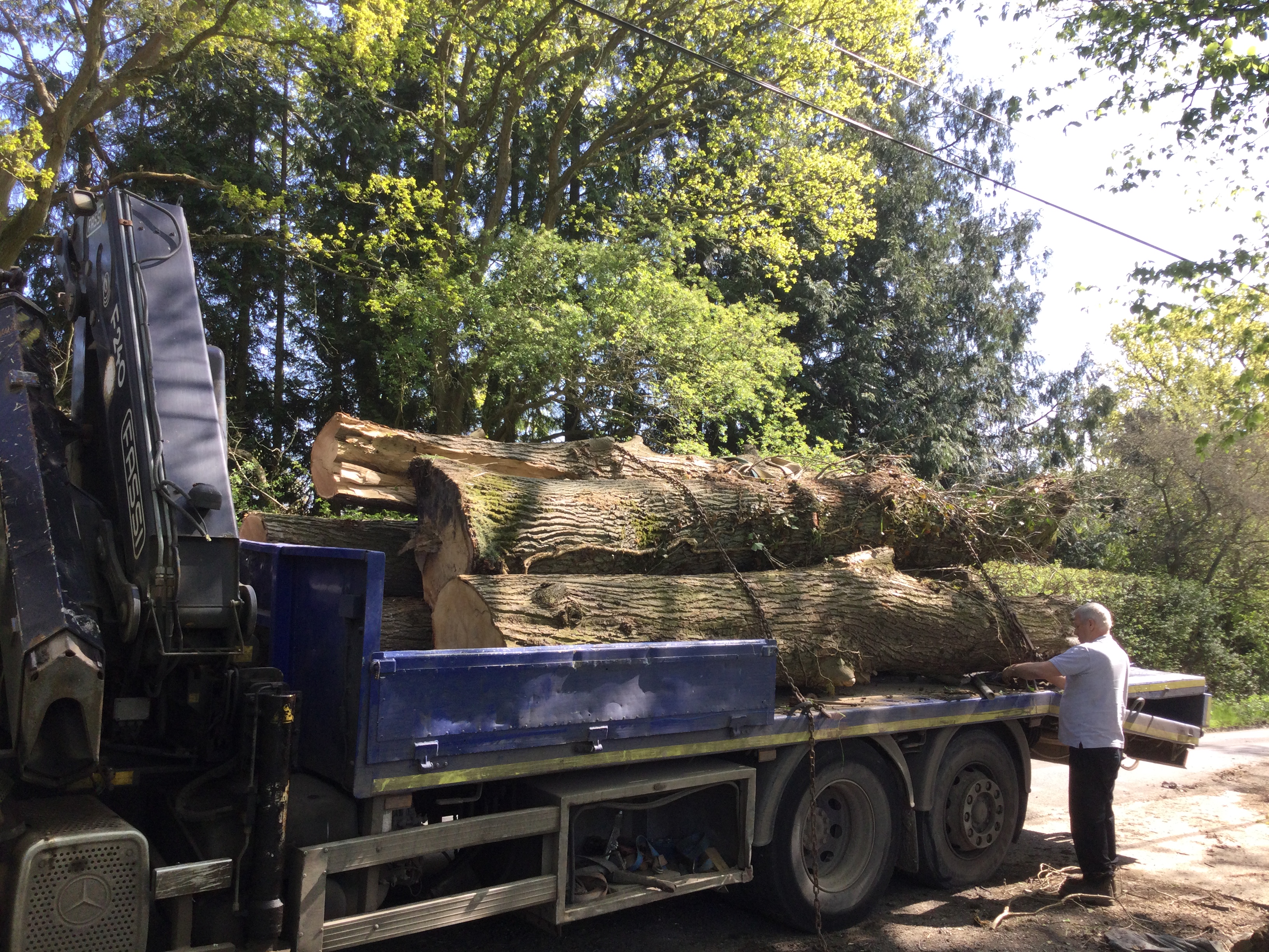 Indica Forestry work