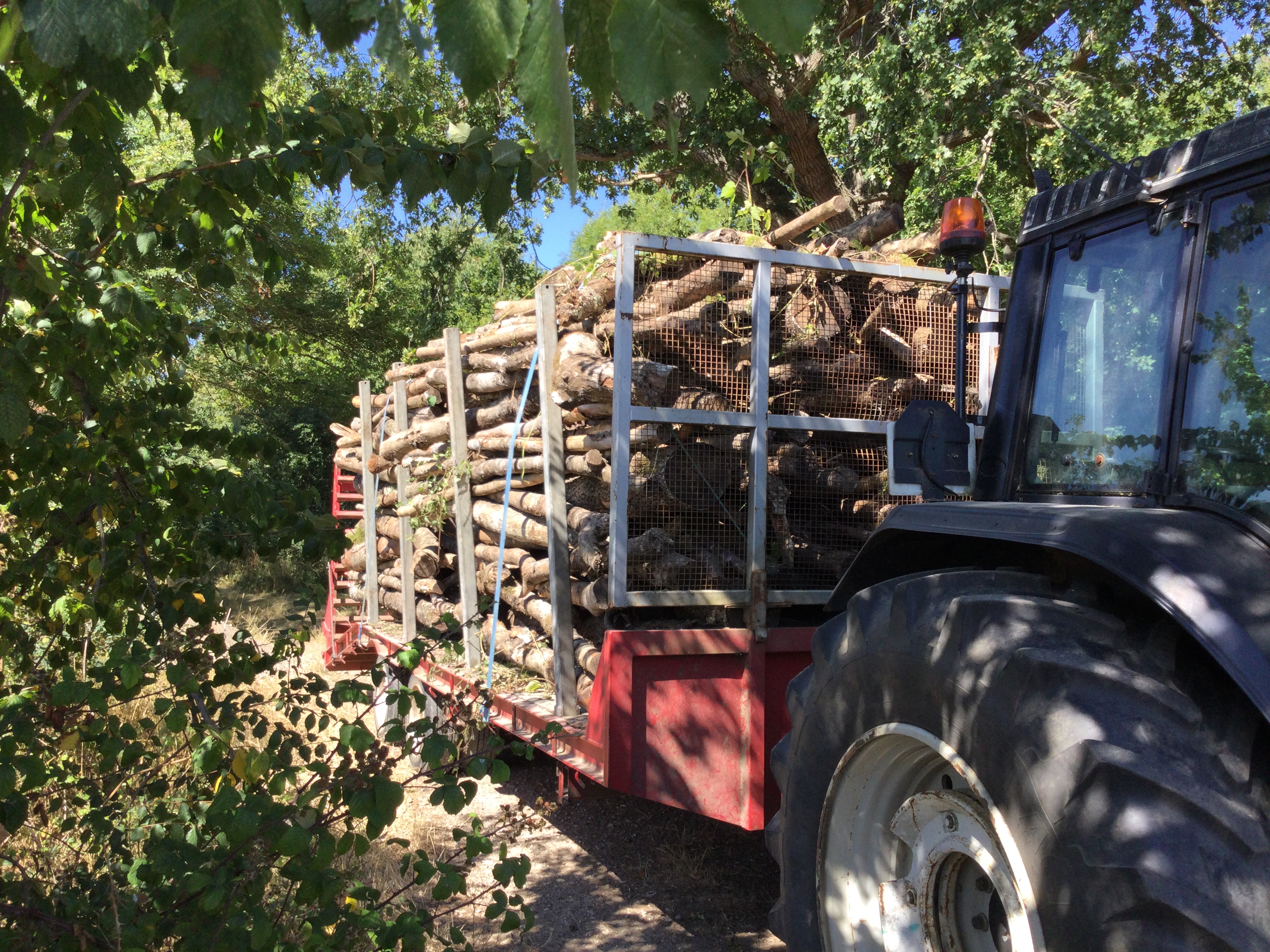 Indica Forestry work