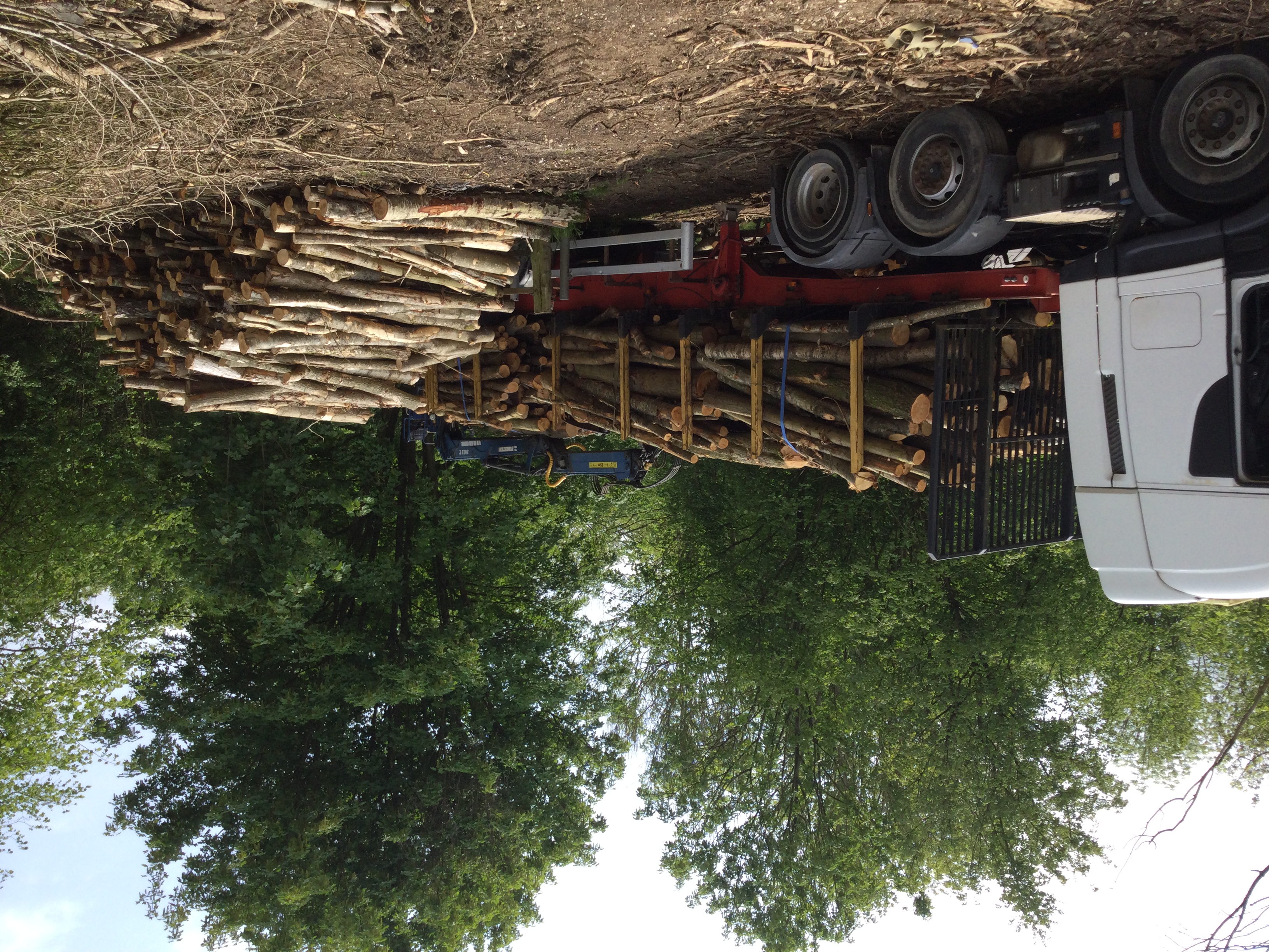 Indica Forestry work