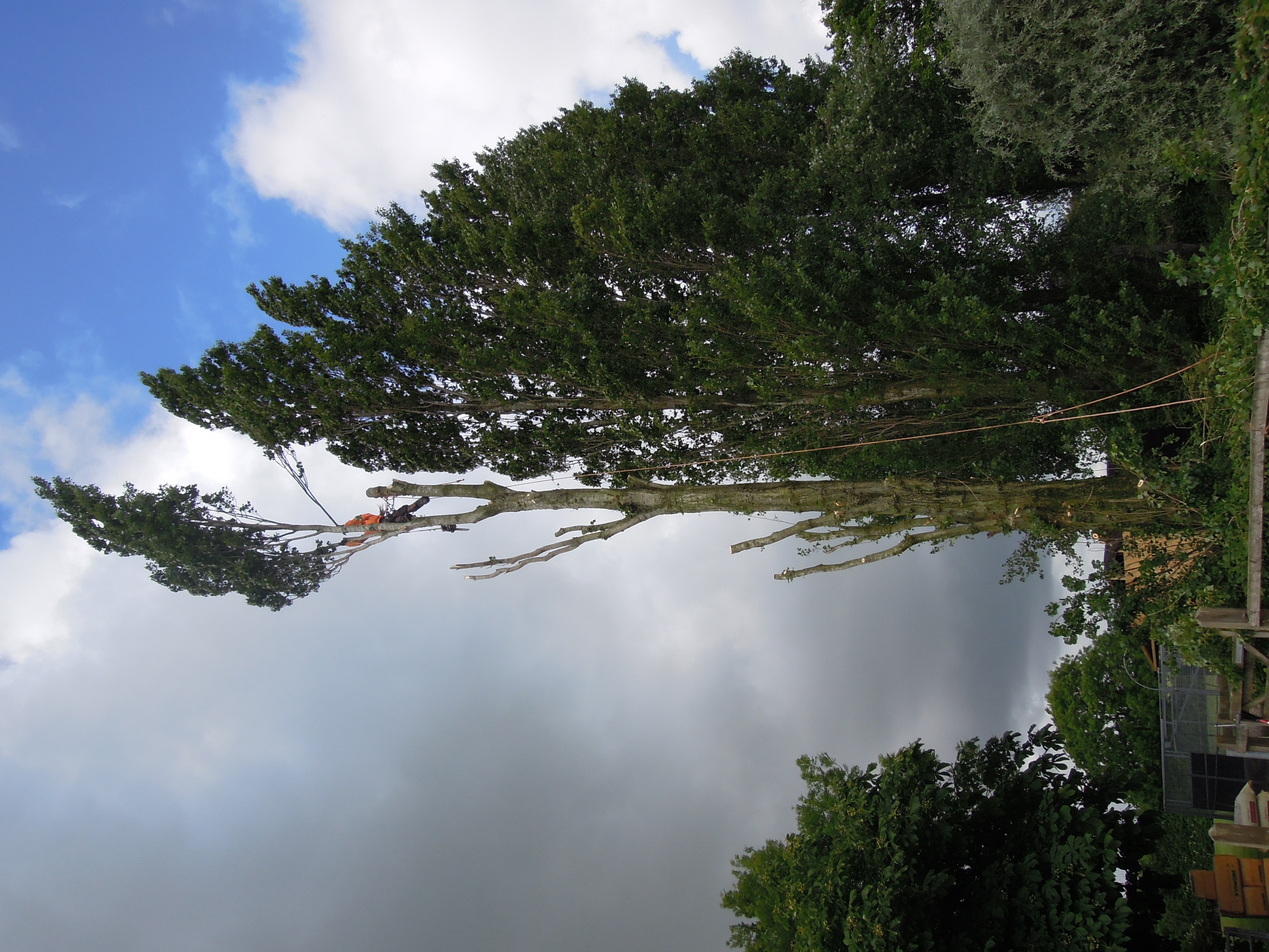 Indica Forestry work