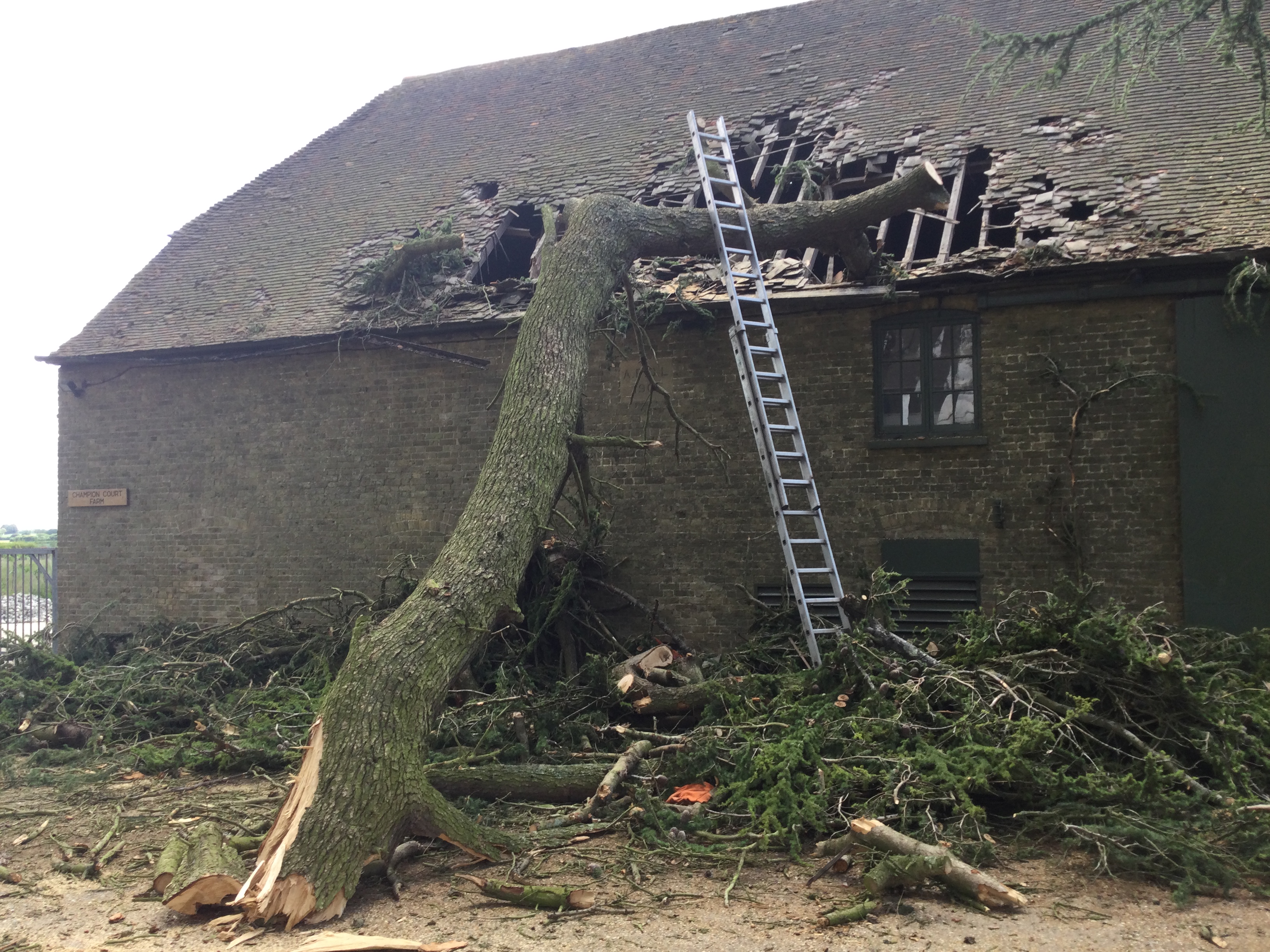 Indica Forestry work