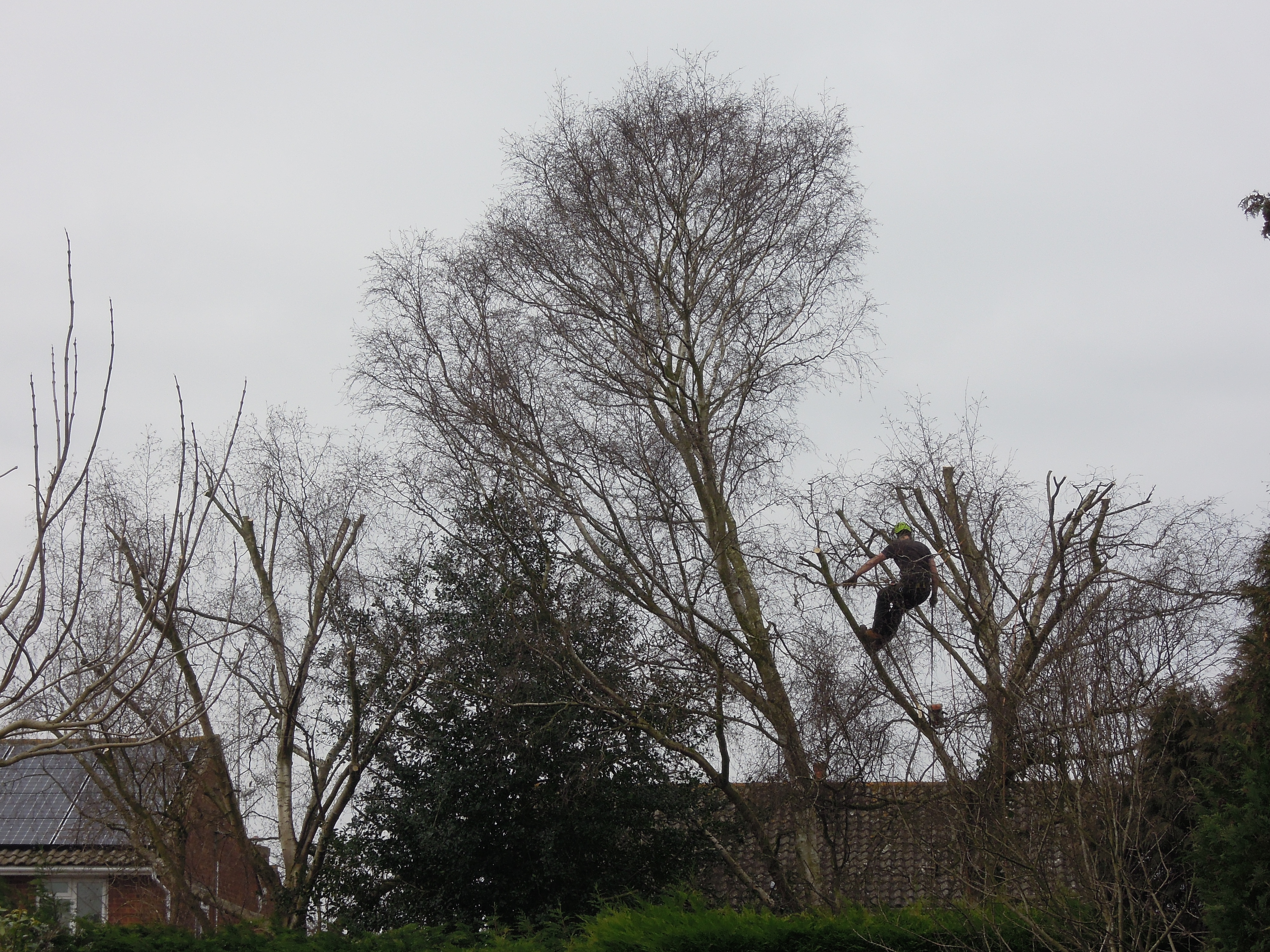 Indica Forestry work