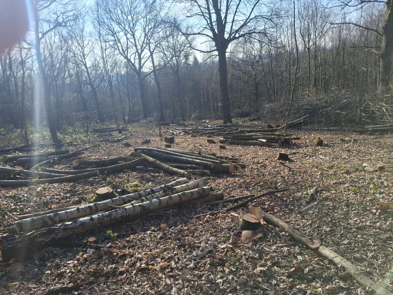 Indica Forestry work