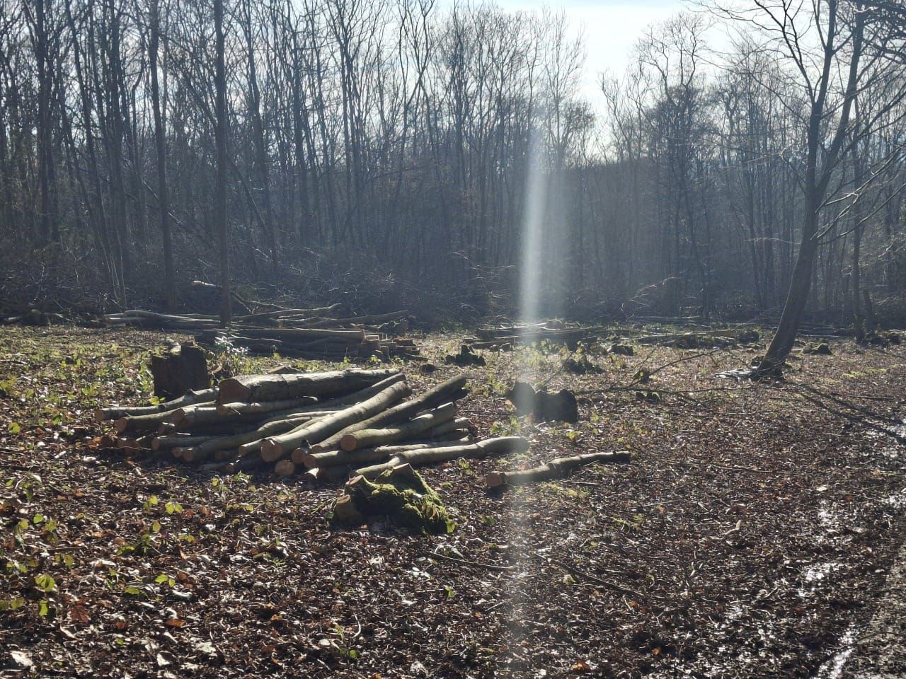 Indica Forestry work