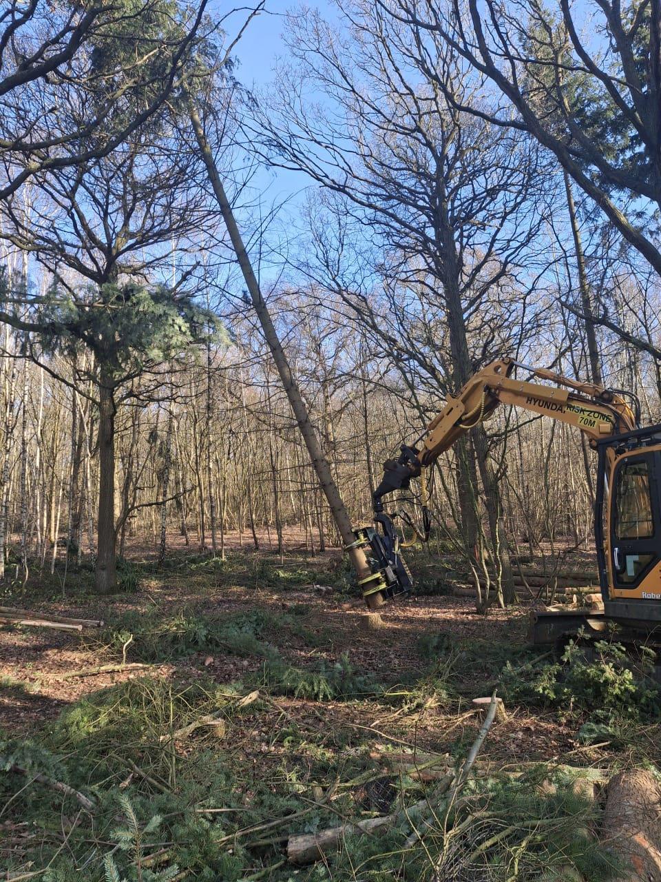 Indica Forestry work