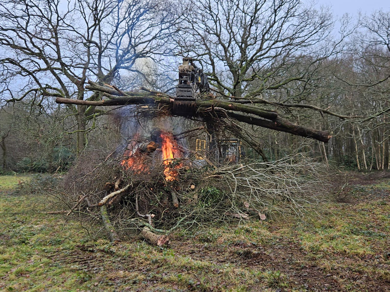 Indica Forestry work