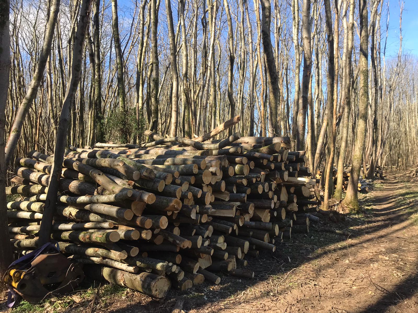 Indica Forestry work