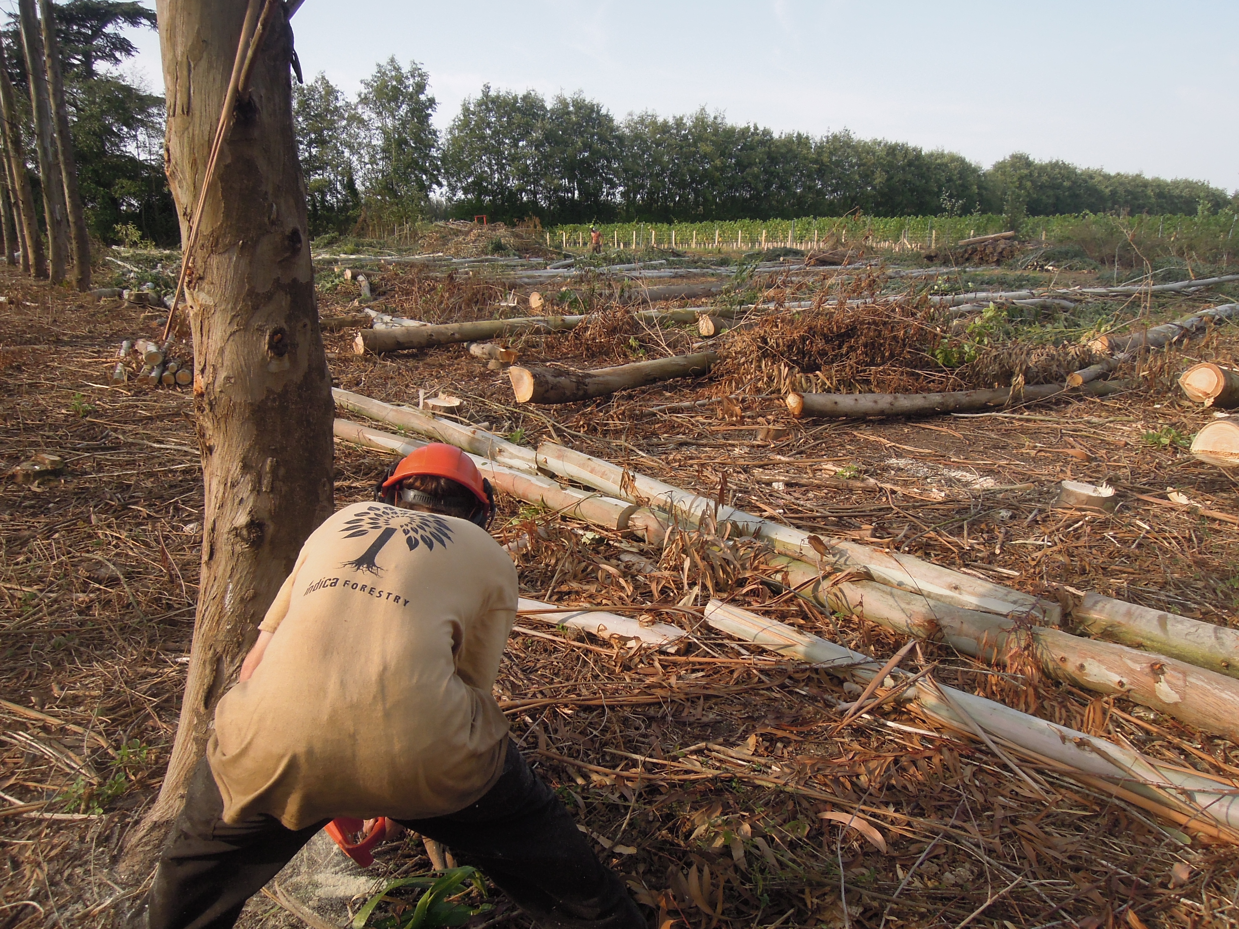 Indica Forestry work