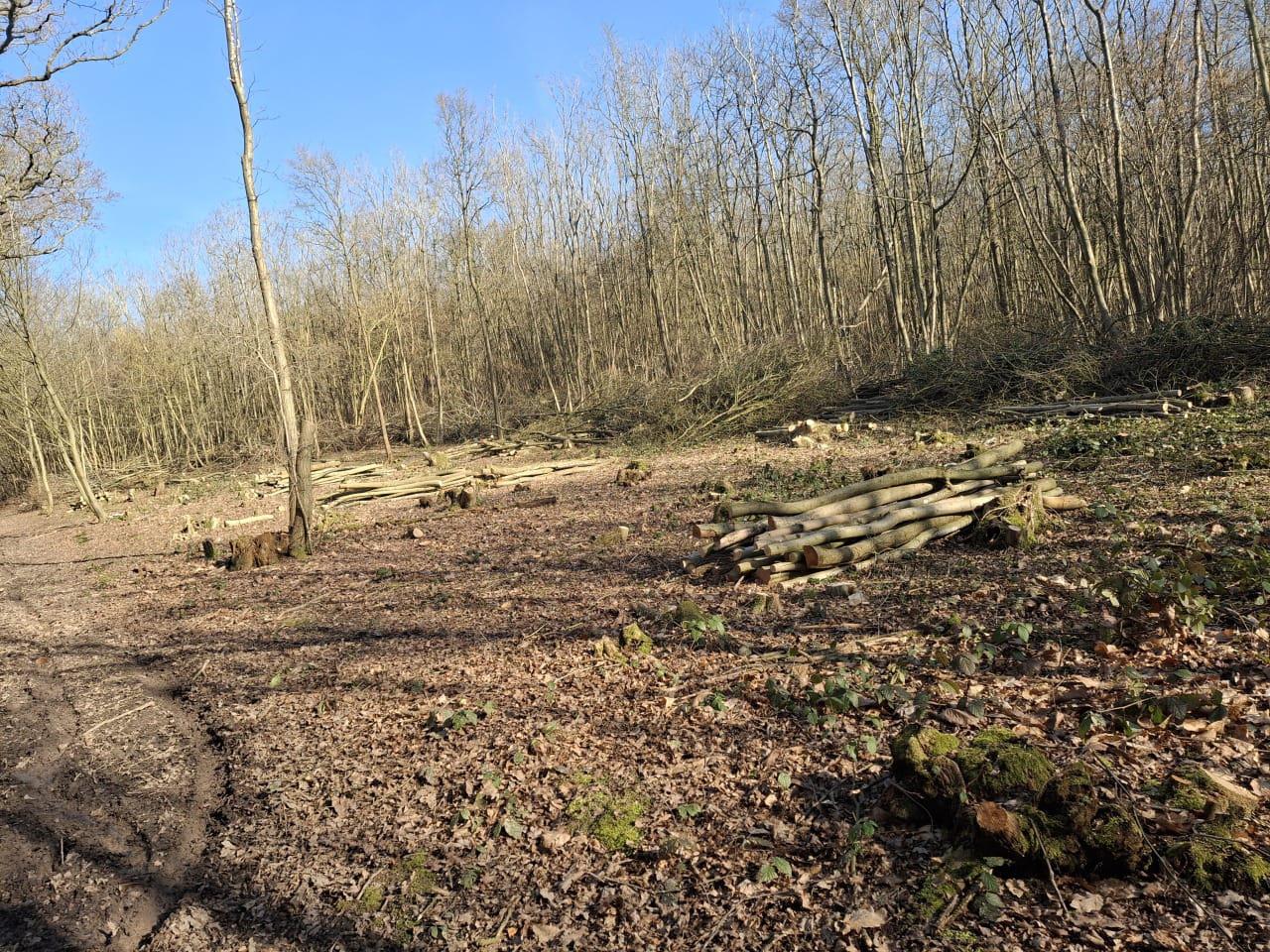 Indica Forestry work