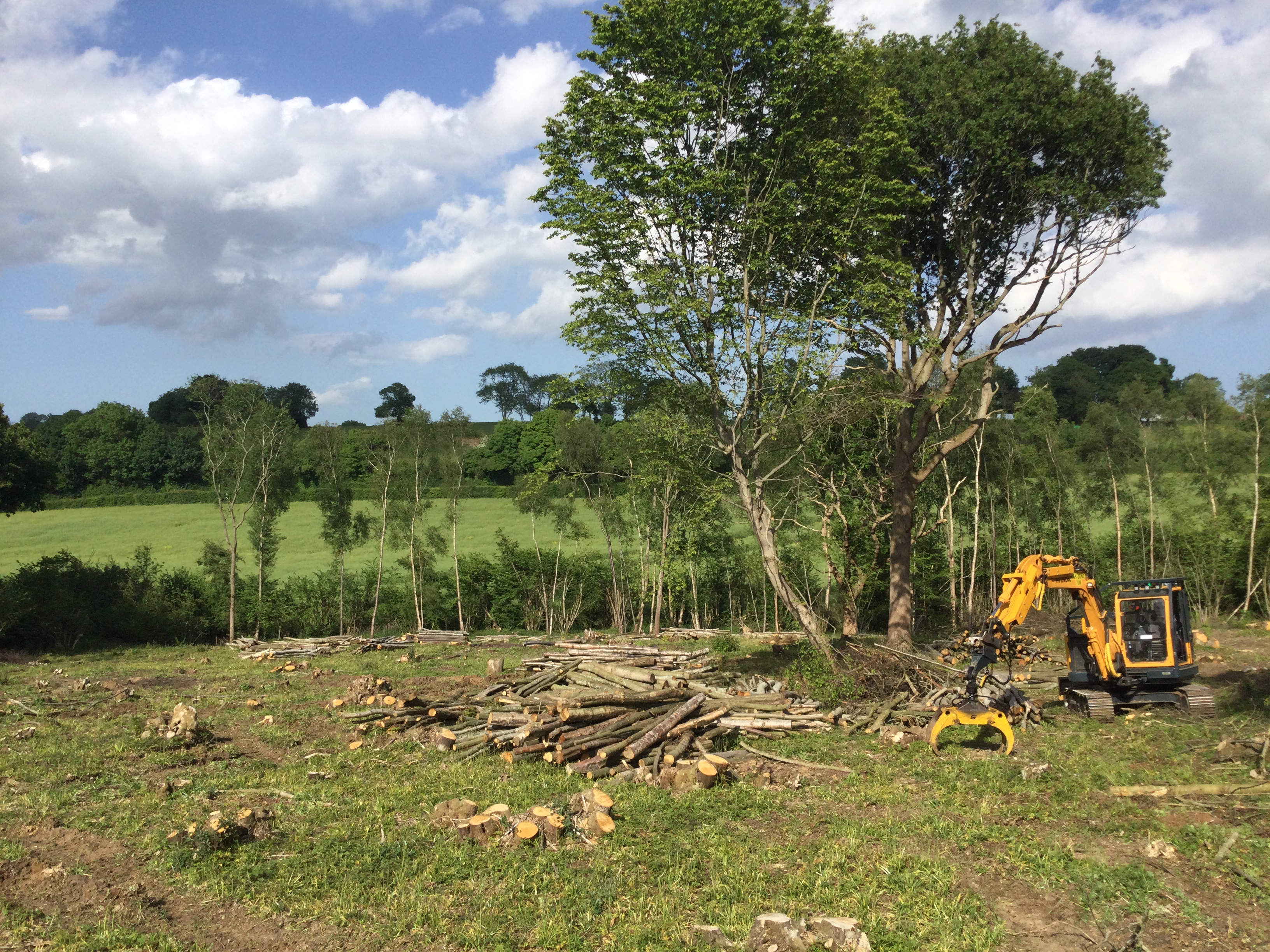 Indica Forestry work