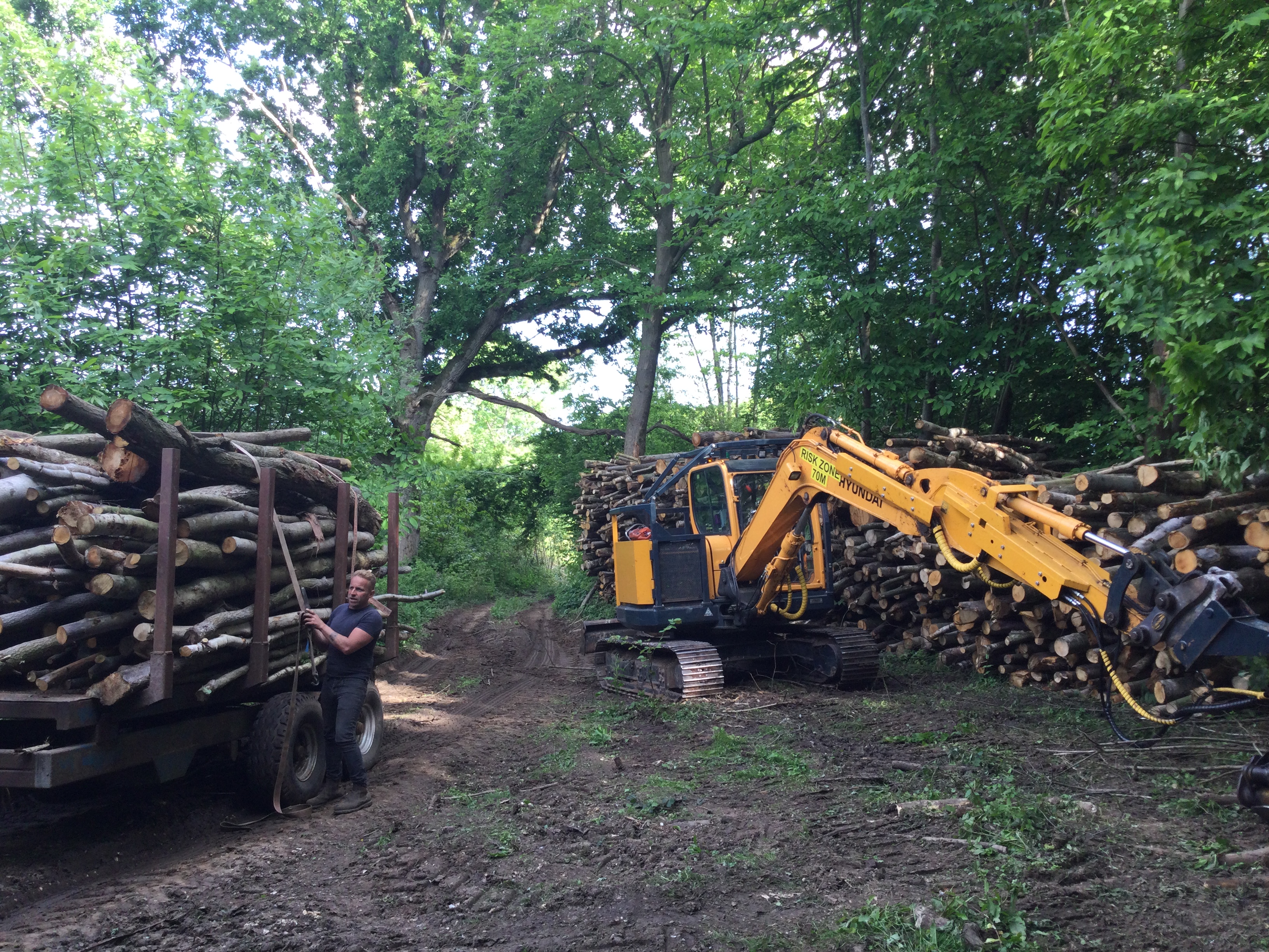 Indica Forestry work