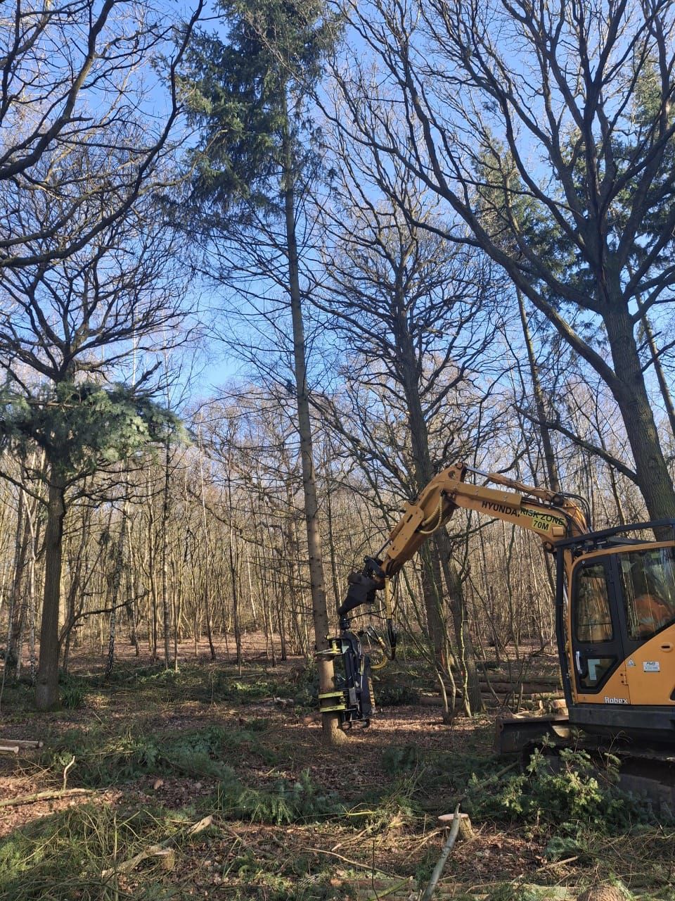 Indica Forestry work