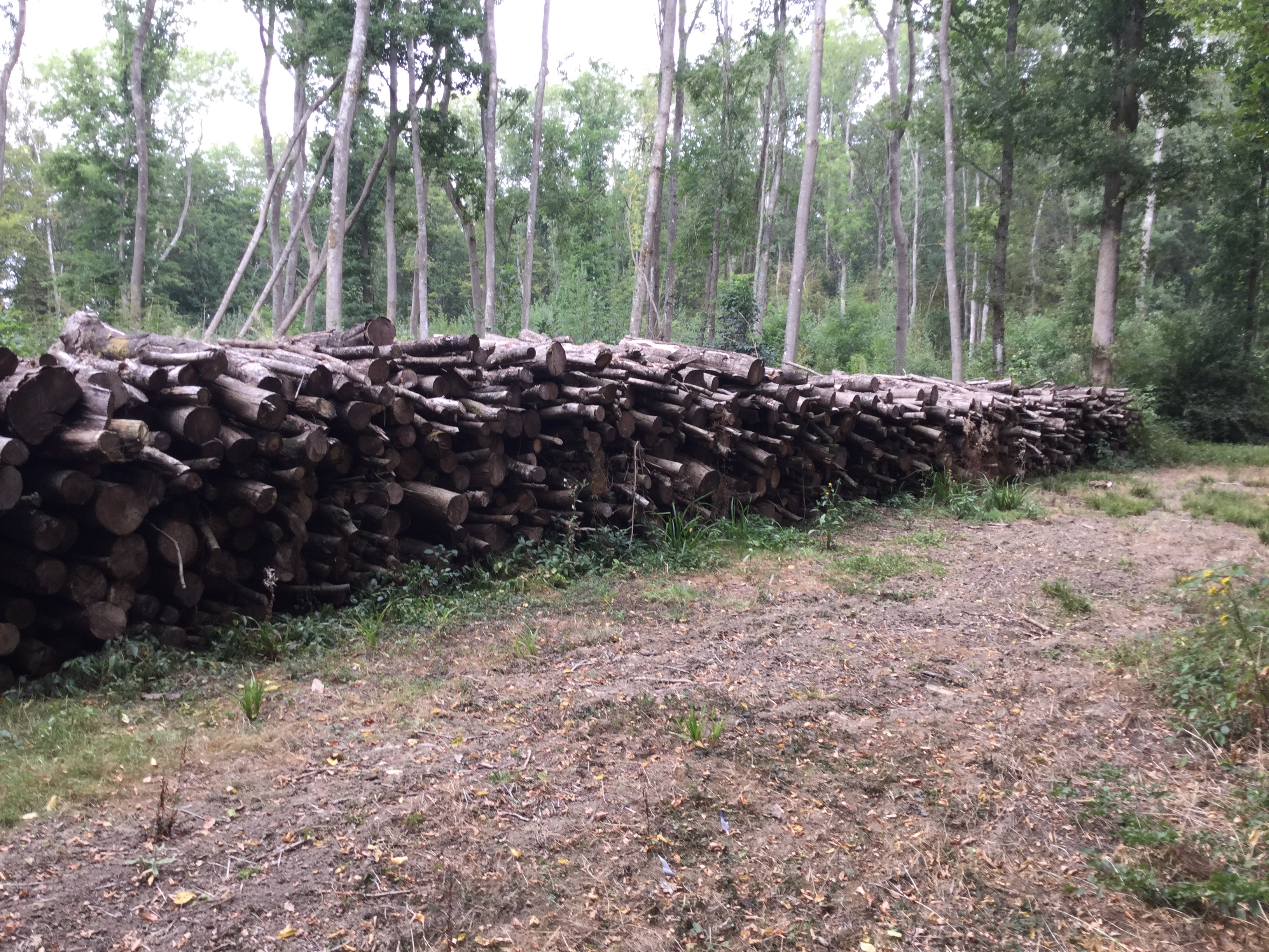 Indica Forestry work